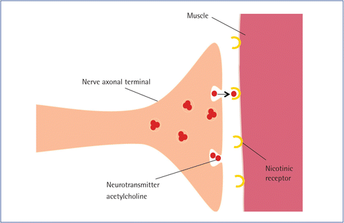 Myasthenia Gravis